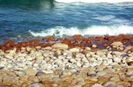 长岛球石：海洋中的隐秘居民